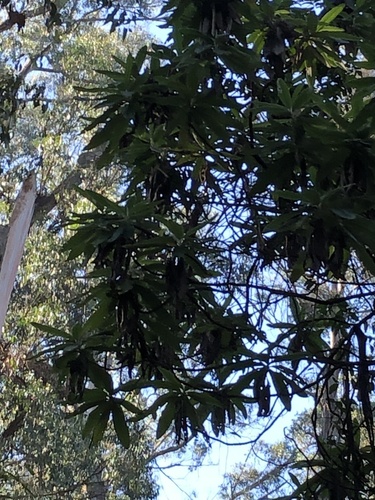 Bedfordia arborescens (Blanket Leaf) (alternate view 9)