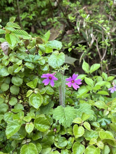 Primula kisoana (Kisan primrose)