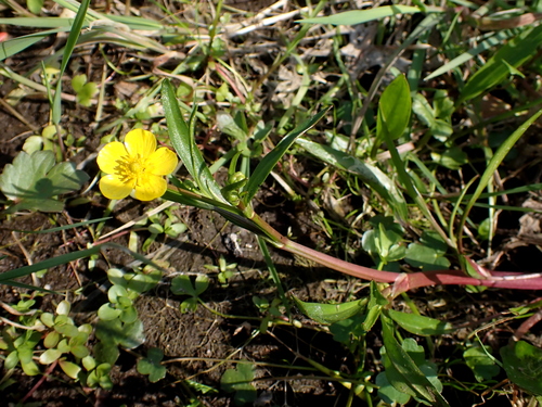 Ranunculus lingua (Greater Spearwort)