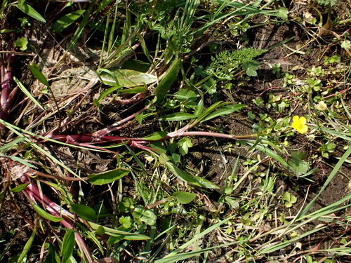 Ranunculus lingua (Greater Spearwort)
