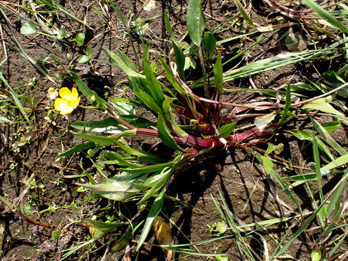 Ranunculus lingua (Greater Spearwort)