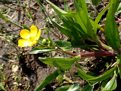Ranunculus lingua (Greater Spearwort)
