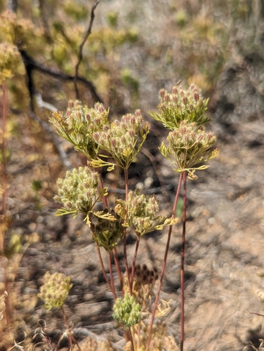 Daucus pusillus (American wild carrot) (alternate view 2)
