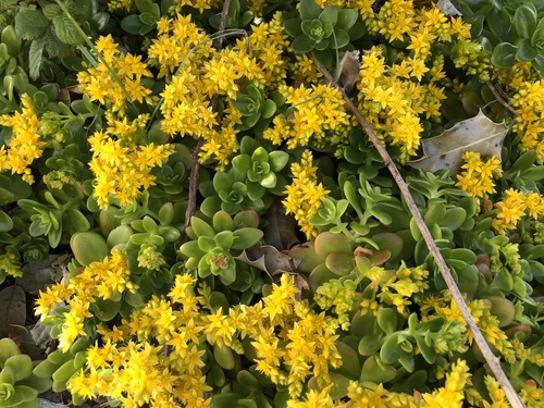 Sedum kimnachii (Kimnach's Stonecrop) (alternate view 2)