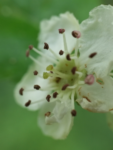 Crataegus laevigata (English Hawthorn) (alternate view 3)