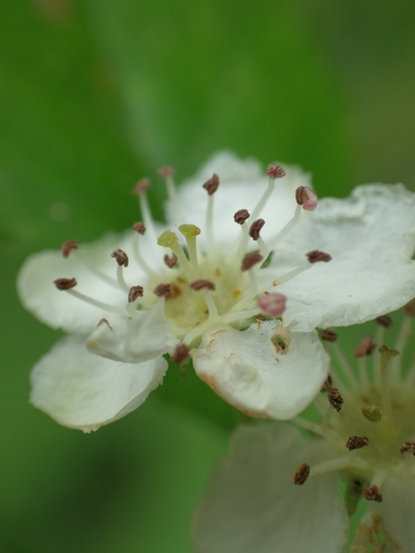 Crataegus laevigata (English Hawthorn) (alternate view 4)