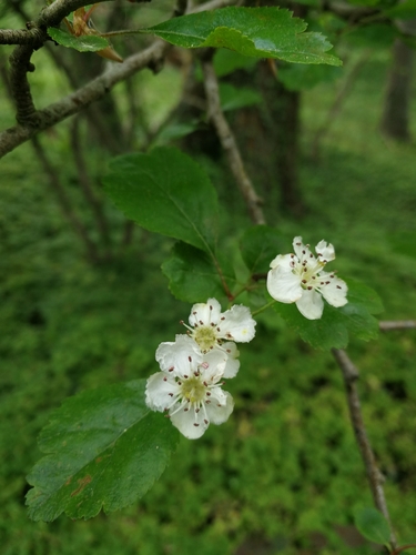 Crataegus laevigata (English Hawthorn) (alternate view 5)
