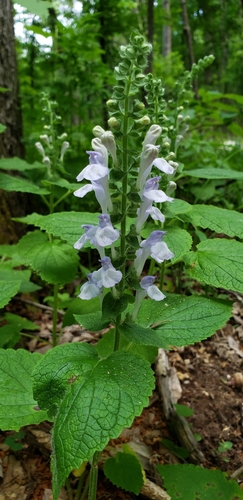 Scutellaria ovata (Heart-leaved Skullcap) (alternate view 5)