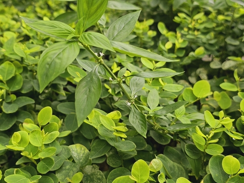 Spermacoce (False Buttonweeds) (alternate view 7)