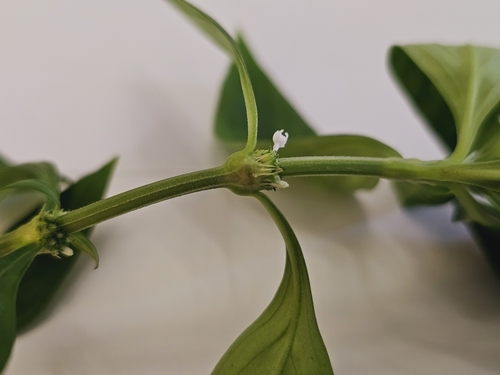 Spermacoce (False Buttonweeds) (alternate view 8)