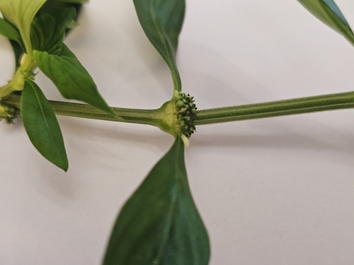 Spermacoce (False Buttonweeds) (alternate view 9)