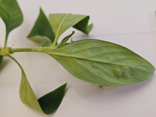 Spermacoce (False Buttonweeds) (alternate view 10)