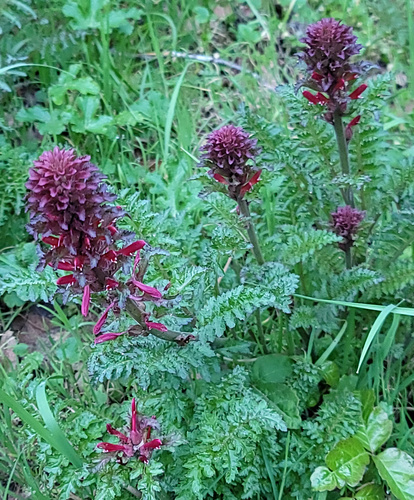 Pedicularis densiflora (Warrior's Plume) (alternate view 8)