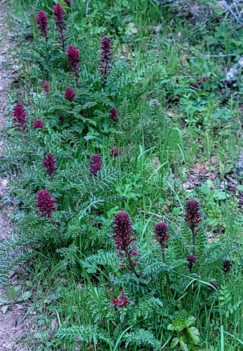 Pedicularis densiflora (Warrior's Plume) (alternate view 9)