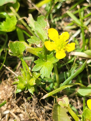 Ranunculus muricatus (Rough-fruited buttercup) (alternate view 5)