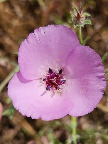 Calochortus splendens (Splendid Mariposa Lily) (alternate view 10)