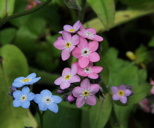 Myosotis latifolia (broadleaf forget-me-not) (alternate view 2)