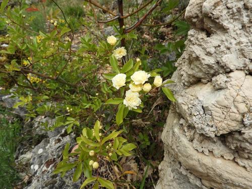 Rosa banksiae (Lady Banks Rose) (alternate view 3)