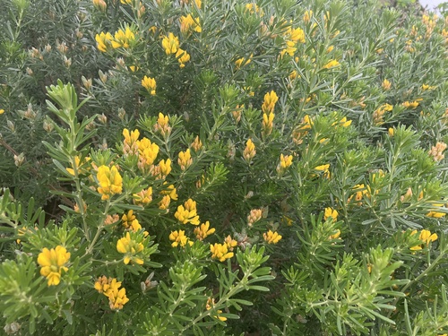Genista linifolia (needle-leaved broom)