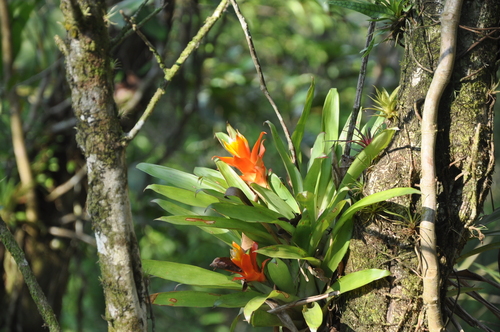 Guzmania lingulata (Scarlet Star)