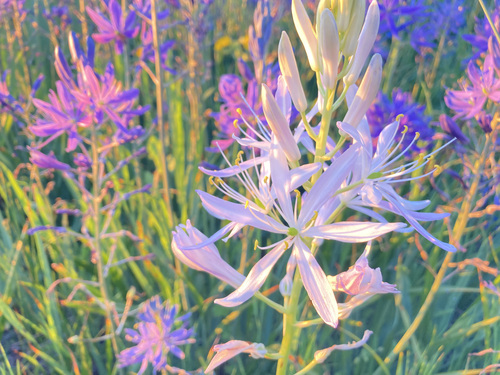 Camassia leichtlinii subsp. suksdorfii