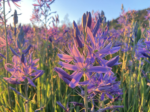 Camassia leichtlinii subsp. suksdorfii (alternate view 2)