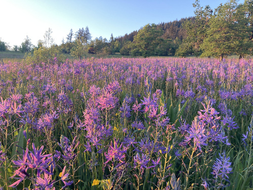 Camassia leichtlinii subsp. suksdorfii (alternate view 3)
