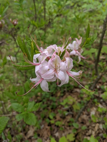 Rhododendron periclymenoides (Pinxter Flower) (alternate view 5)