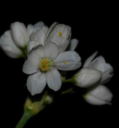 Allium roseum (rosy garlic)