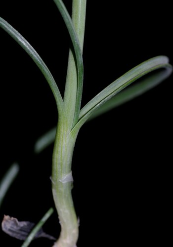 Allium roseum (rosy garlic)