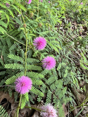 Mimosa nuttallii (Catclaw Briar) (alternate view 5)