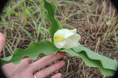 Tulipa gesneriana (Garden Tulip)