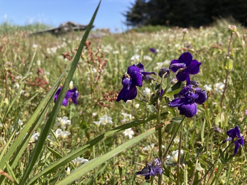 Delphinium menziesii (Menzies' Larkspur)