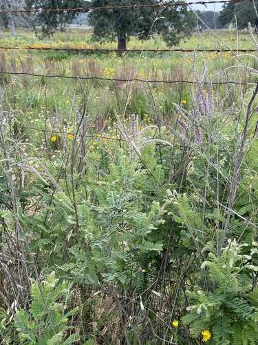 Amorpha canescens (leadplant) (alternate view 2)
