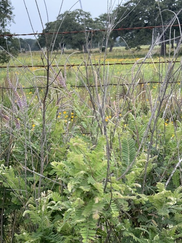 Amorpha canescens (leadplant) (alternate view 3)