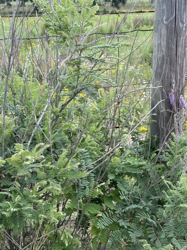Amorpha canescens (leadplant) (alternate view 4)