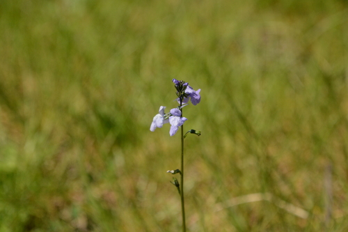 Linaria texana (Texas toadflax) (alternate view 5)