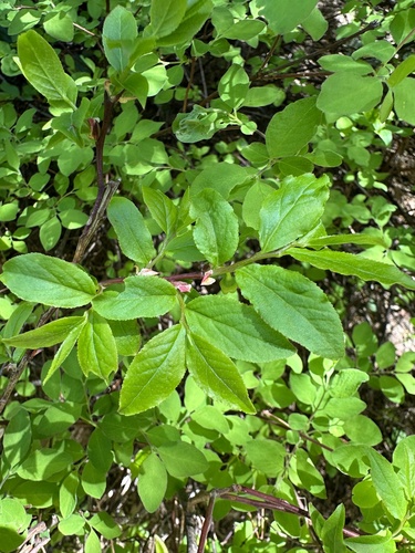Vaccinium membranaceum (Black Huckleberry) (alternate view 3)