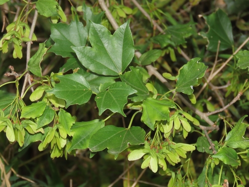 Acer buergerianum (Trident Maple)