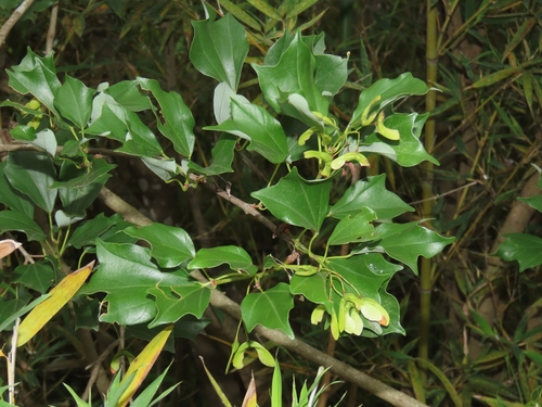Acer buergerianum (Trident Maple) (alternate view 2)