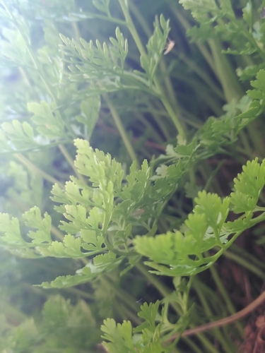 Cryptogramma crispa (parsley fern)