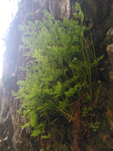 Cryptogramma crispa (parsley fern)