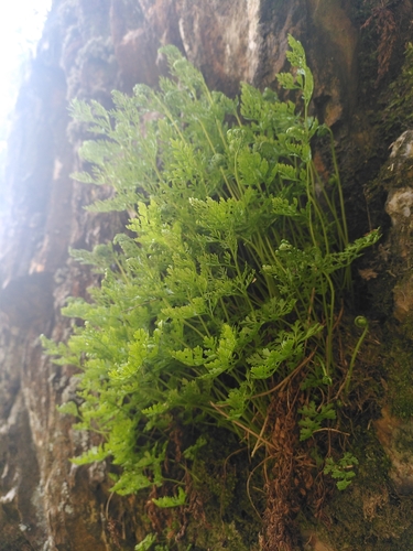 Cryptogramma crispa (parsley fern)