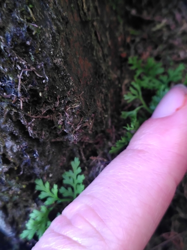 Cryptogramma crispa (parsley fern)