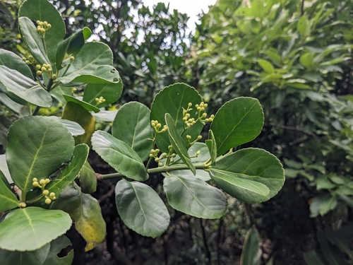 Euonymus japonicus (Japanese Euonymus) (alternate view 6)