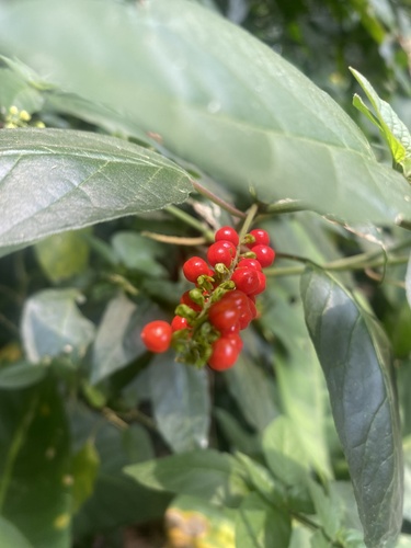 Rivina humilis (pigeonberry)
