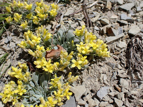 Physaria (bladderpods) (alternate view 6)