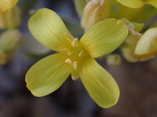 Physaria (bladderpods) (alternate view 7)