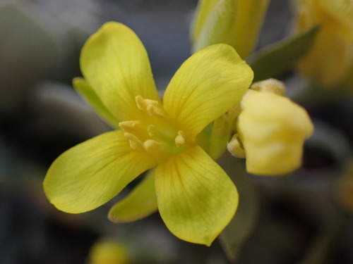 Physaria (bladderpods) (alternate view 5)