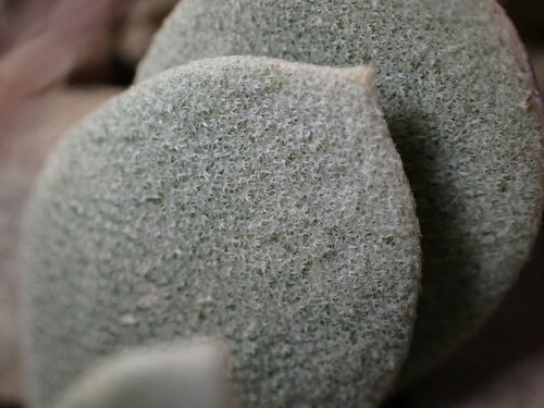 Physaria (bladderpods) (alternate view 8)